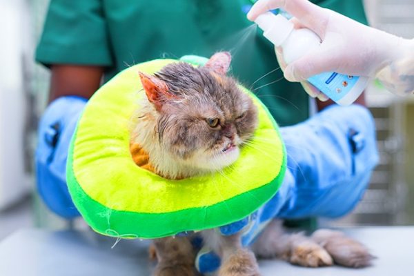 Allergy-Treatment