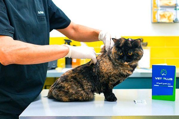 Microchip-and-Registration