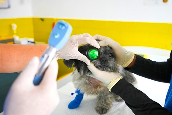 Ophthalmology