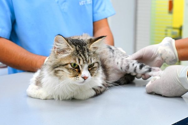Physical-Therapy