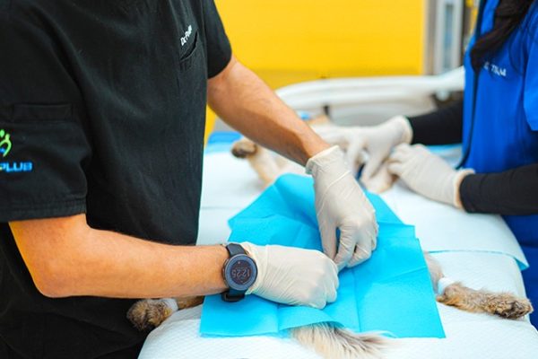 Spay-Neuter