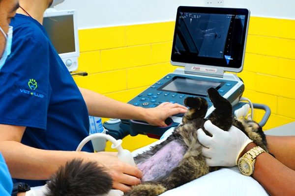 Ultrasound-1
