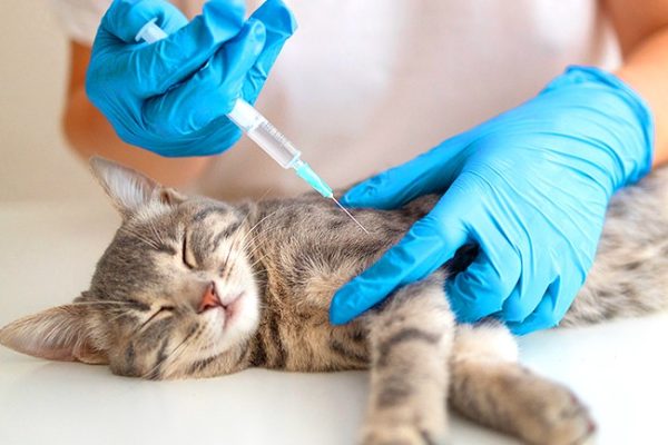 Vaccination