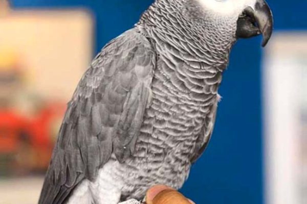 avian-1