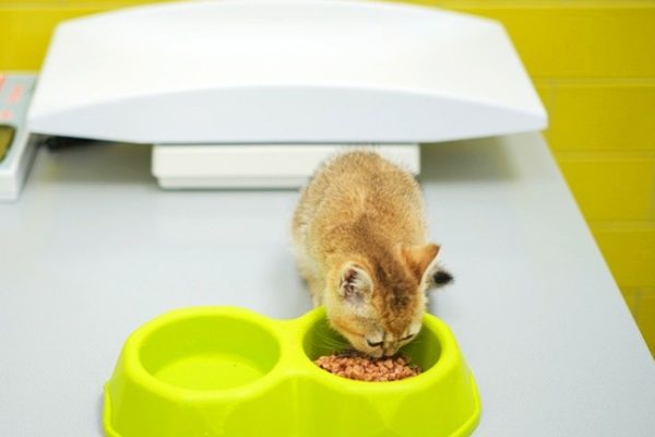 nutrition_counseling-1