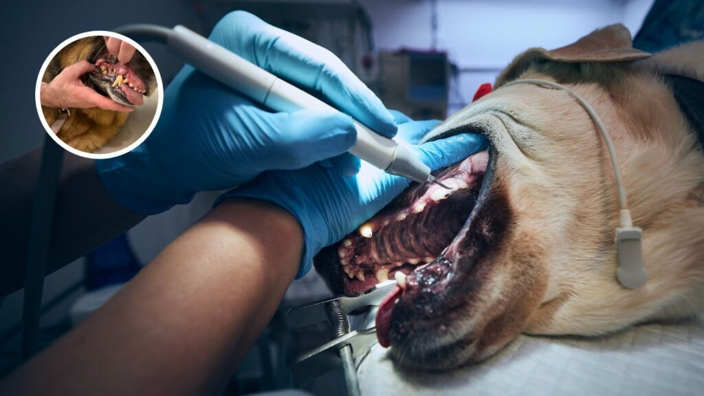 WellPet - Advanced Pet Dental Care Services Abu Dhabi for Dogs & Cats

