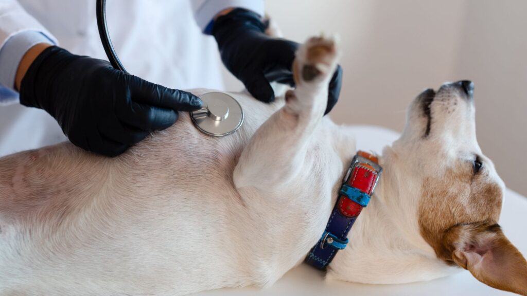 pet wellness checkup Abu Dhabi veterinary care UAE