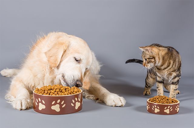 Veterinary clinic pet food in UAE for healthy pets
