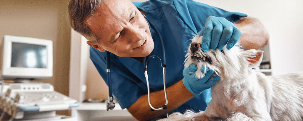 WellPet - Advanced Pet Dental Care Services Abu Dhabi for Dogs & Cats
