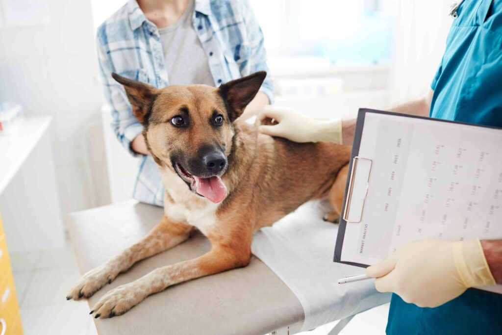 Dog wellness examination Abu Dhabi UAE
