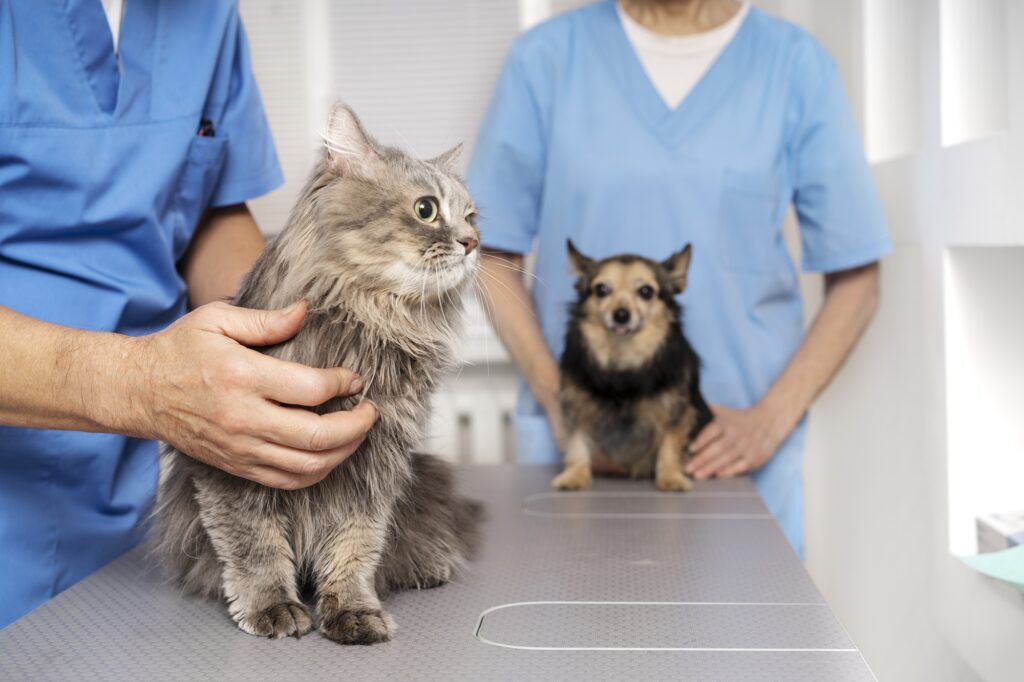 Emergency pet care Abu Dhabi