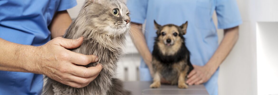 Get Expert Cat Wellness Checkup Services UAE | Feline Care