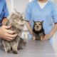 Get Expert Cat Wellness Checkup Services UAE | Feline Care
