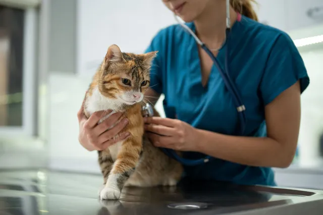 Cat wellness checkup services in the UAE for healthy feline care