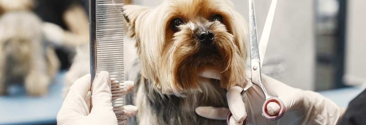 pet-grooming-vet-care-abu-dhabi
