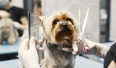 pet-grooming-vet-care-abu-dhabi
