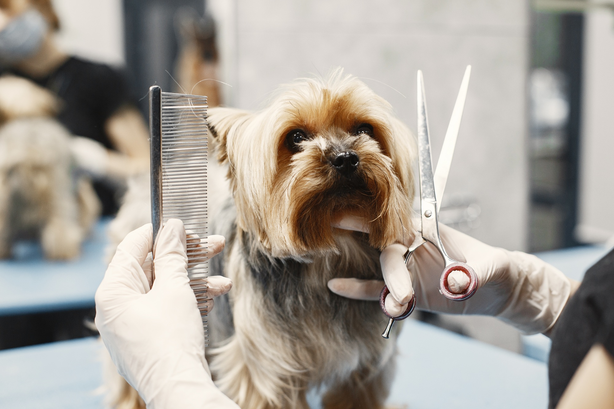 pet-grooming-vet-care-abu-dhabi
