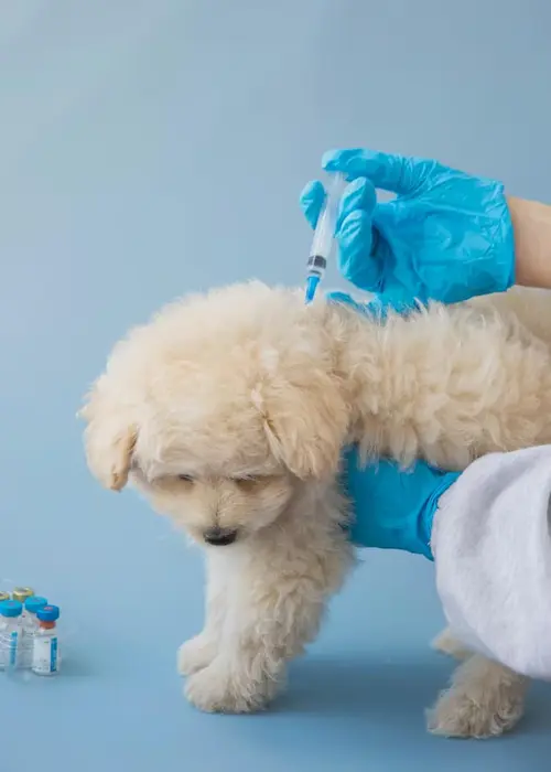 Dog vaccination services in Abu Dhabi UAE
