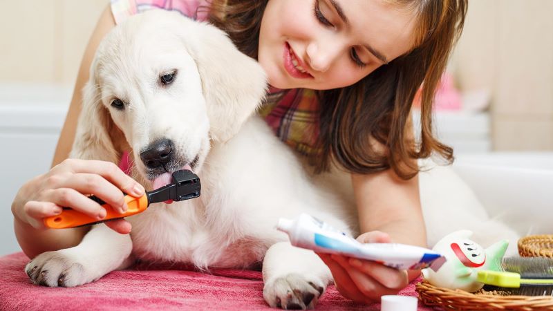 Professional pet dental care services in Abu Dhabi for healthy teeth and gums