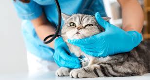 Essential Care for Every Cat: Experience Advanced Cat Wellness Checkup Services UAE 