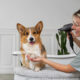 pet grooming services Abu Dhabi providing professional and gentle pet care
