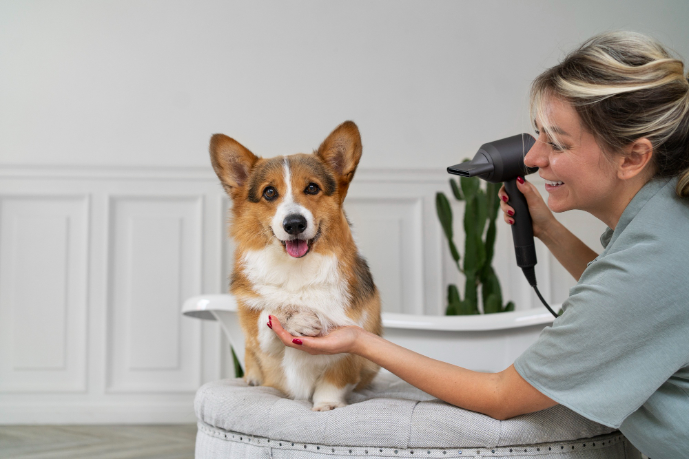 pet grooming services Abu Dhabi providing professional and gentle pet care